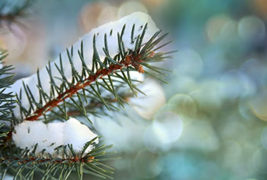 Cinnamon & Spruce Fragrance