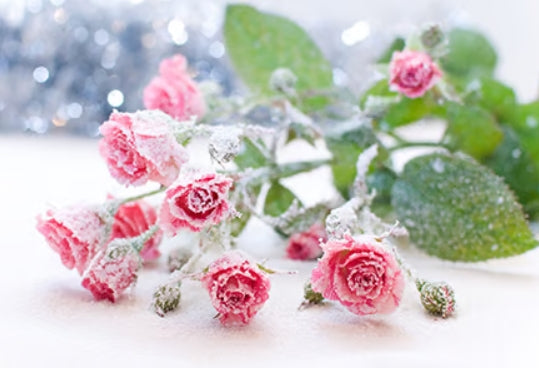 Snowkissed Sugar Fragrance