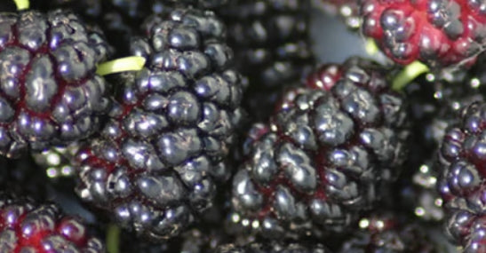 Mulberry Frost Fragrance