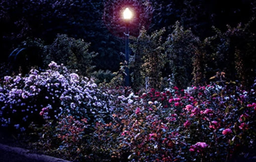 Silent Night Fragrance