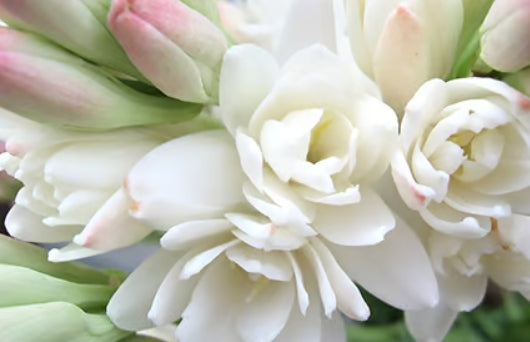 Wild Tuberose & Jasmine Fragrance