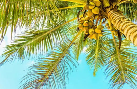 Bahama Coconut Fragrance