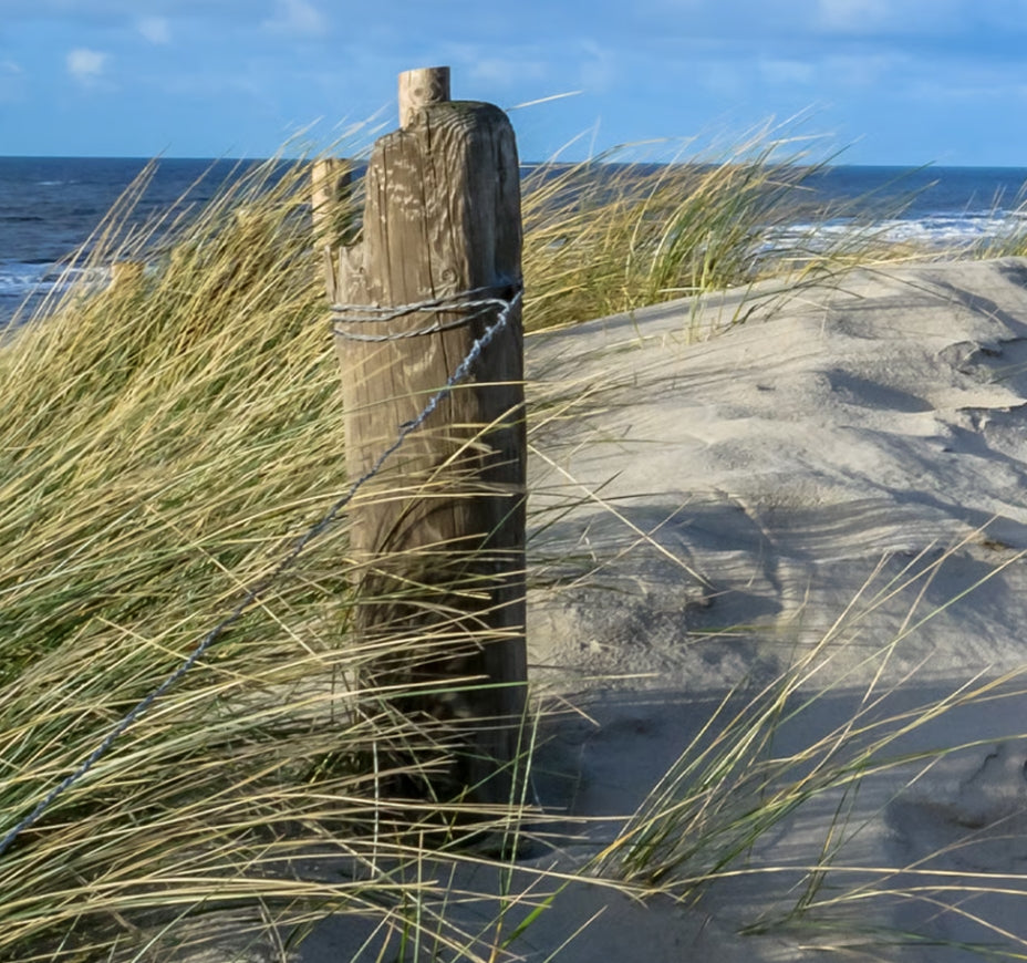 Beachwood Vetiver Fragrance