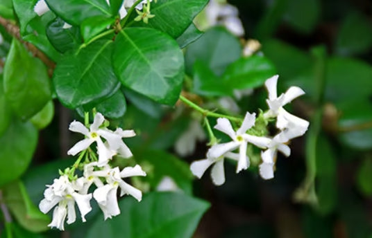 Wild Honeysuckle Fragrance