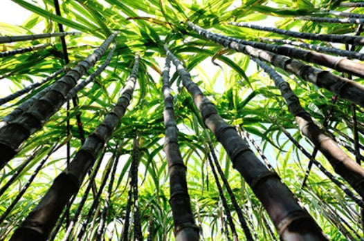 Bamboo & Sugarcane Fragrance