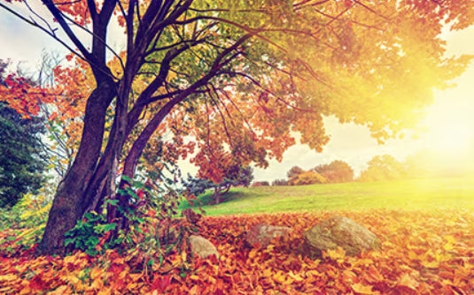 Falling Leaves Fragrance