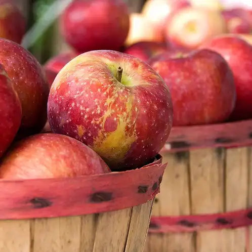 Apple Harvest Fragrance