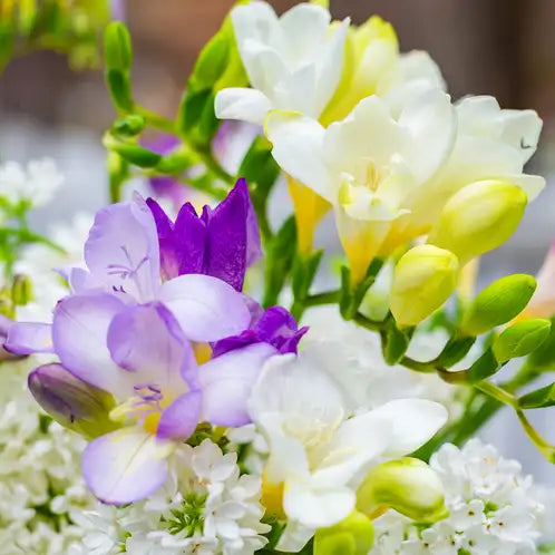 Freesia & Lilac Fragrance