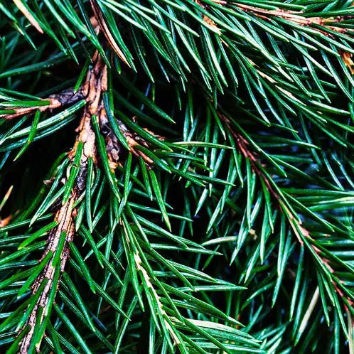 Fraser Fir Fragrance