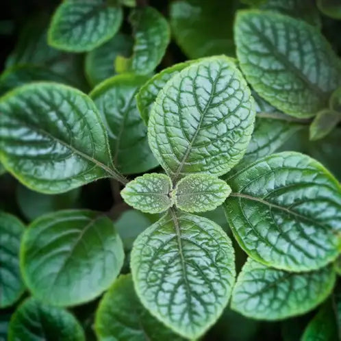 Garden Mint Fragrance