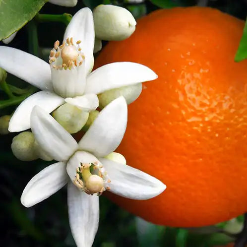 Orange Blossom Fragrance