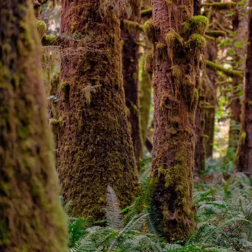 Redwoods & Moss Fragrance