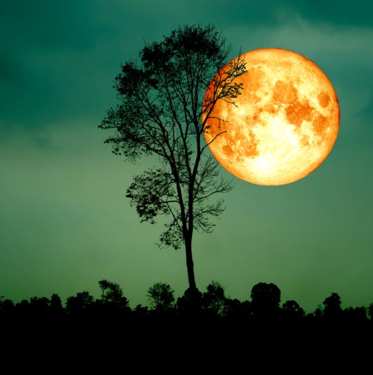 Harvest Moonlight Fragrance