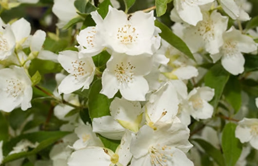 Jasmine Fragrance