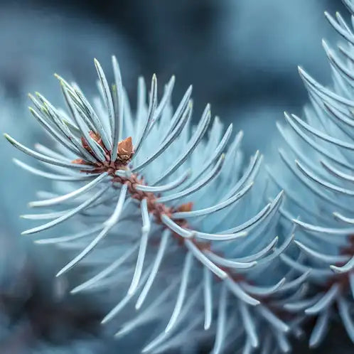 Blue Spruce Fragrance