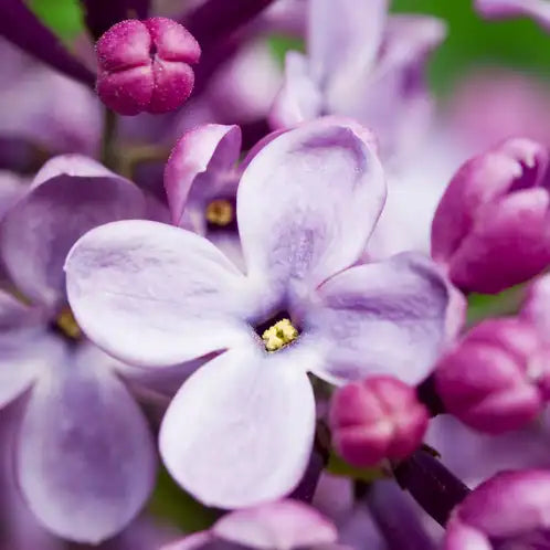 French Lilac Fragance