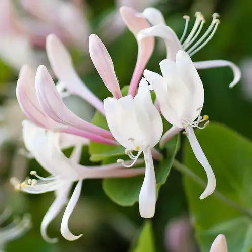 Honeysuckle  & Jasmine Fragrance