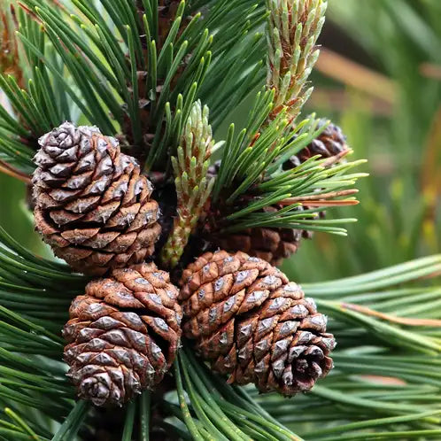 Mountain Pine Fragrance