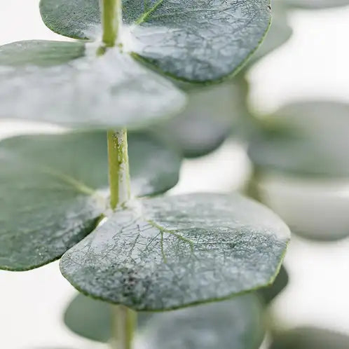 White Eucalyptus Fragrance